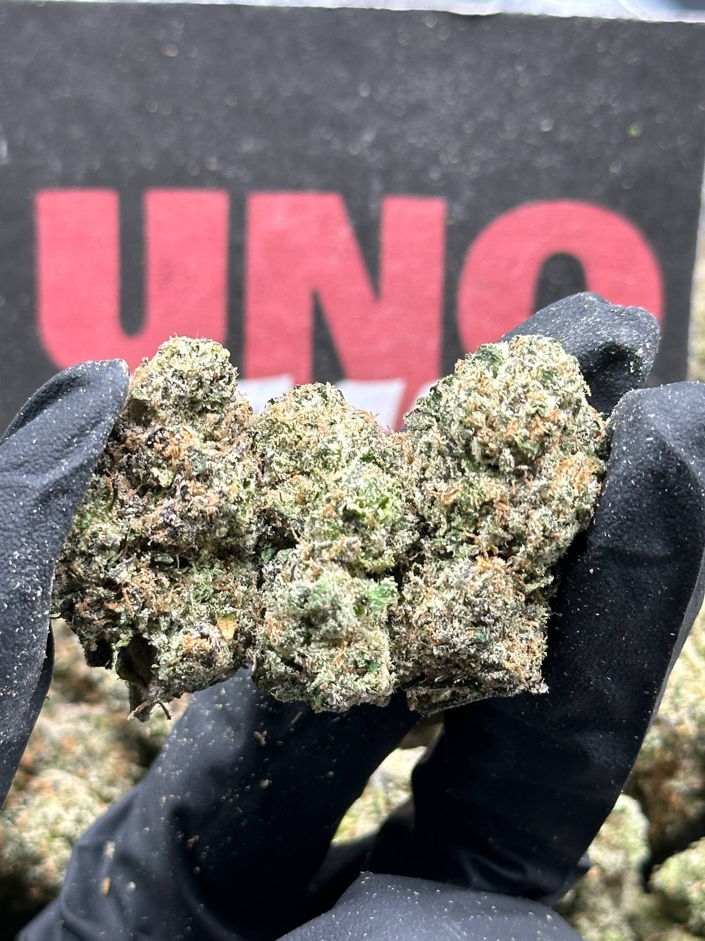 IN730 - Crown Gelato (Indica)