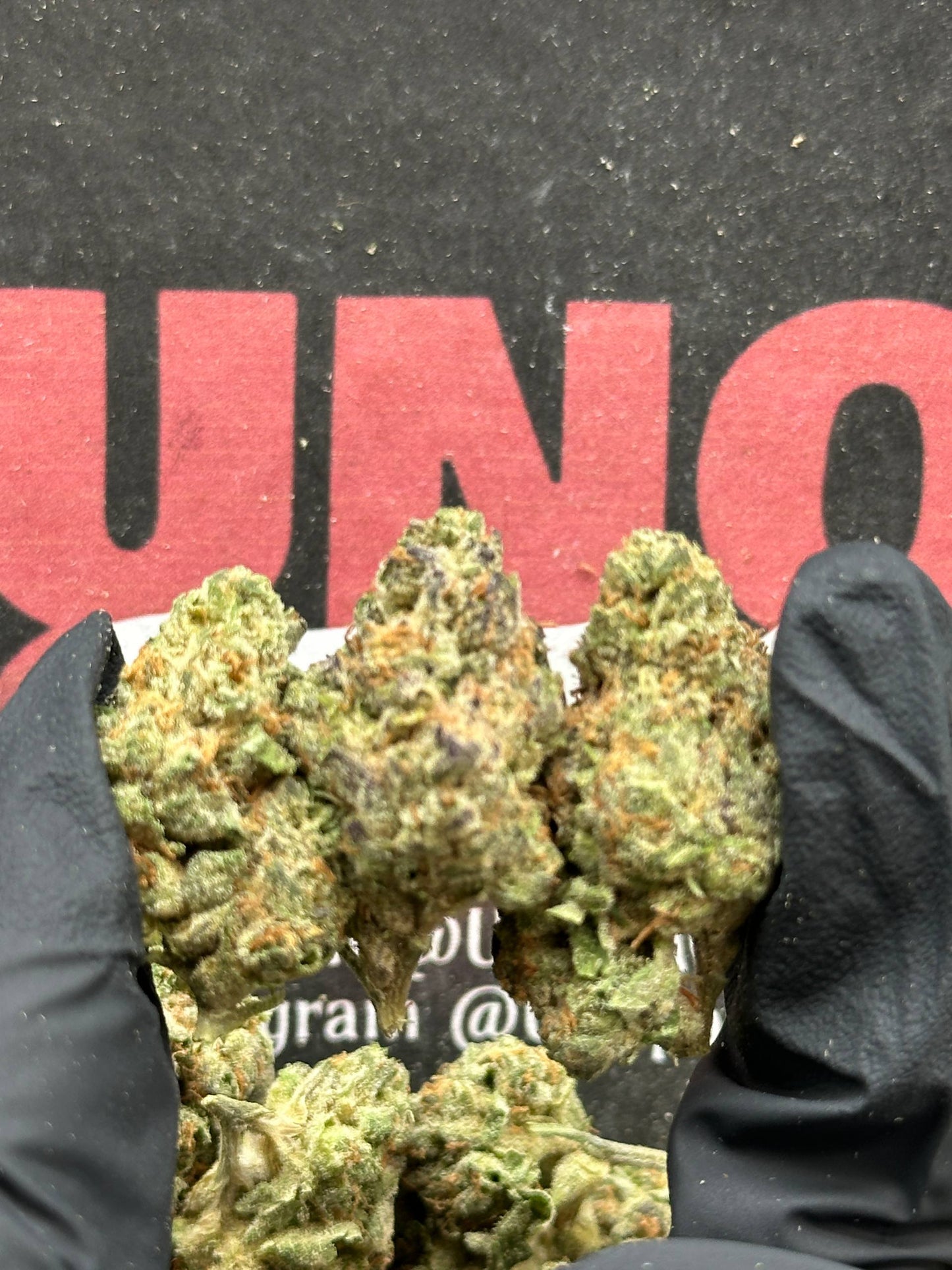 IP004 - Cream Orchard (Indica)