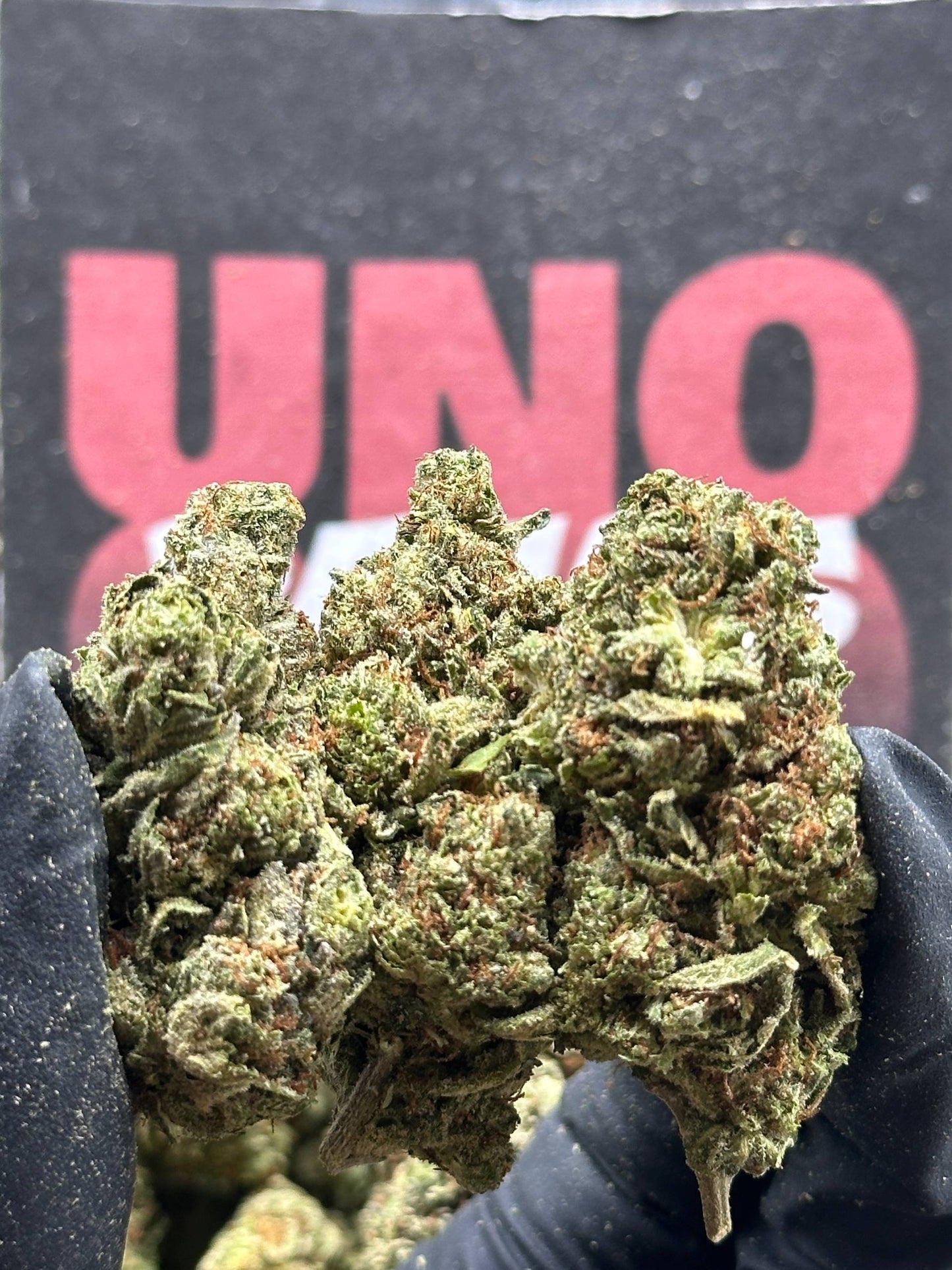 IP009 - Cedar Grove (Indica)