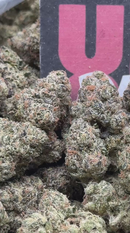 KI103 - Cherry Monarch (Hybrid)