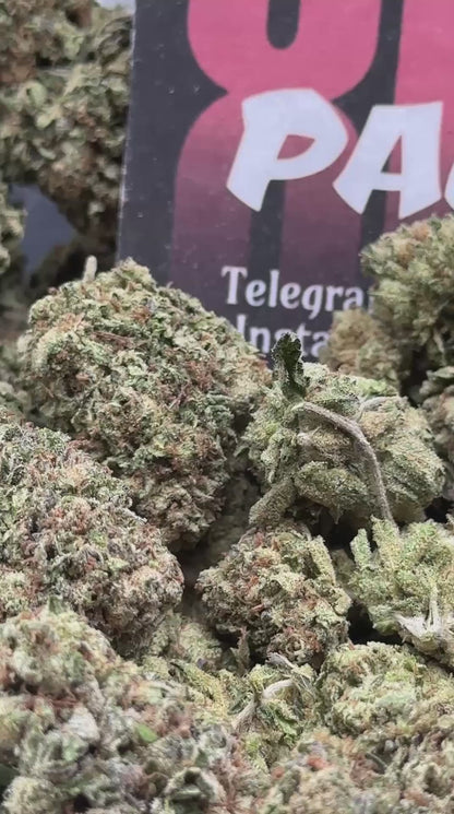 IP003 - Forest Orchard (Indica)