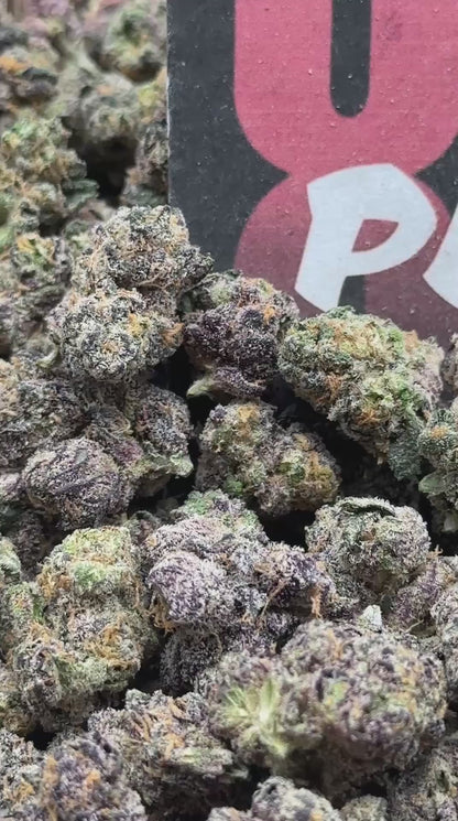 S032 -Golden Gelato SM (Hybrid)