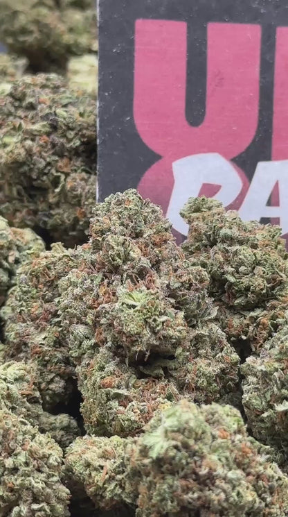IP007 - Pine Alloy (Sativa)