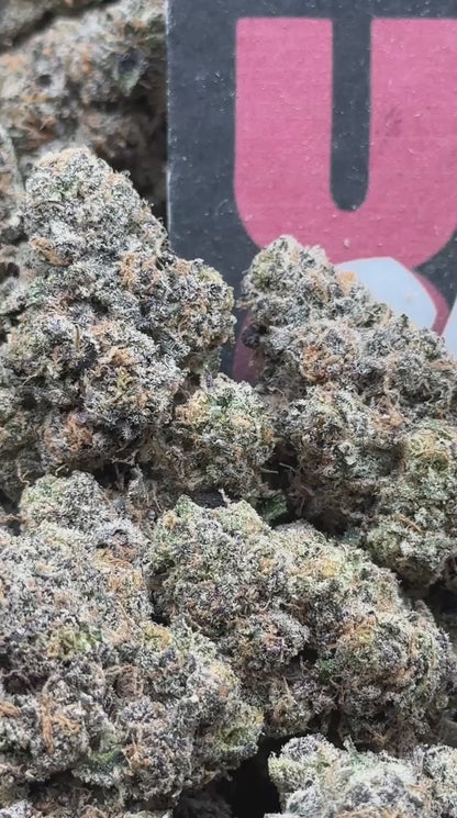 KI101 - Platinum Opal (Hybrid)