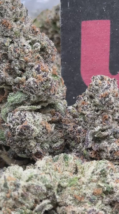 TD001 - Crown Cannoli (Hybrid)