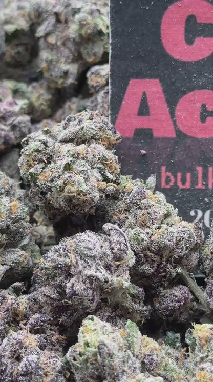 A004 - Royal Cream (Hybrid)