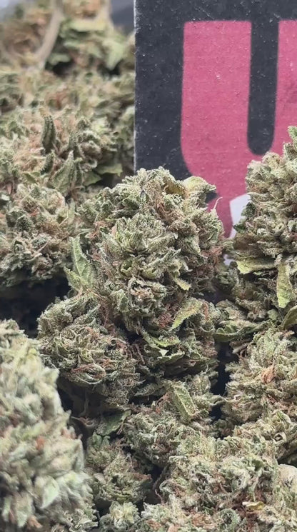 L009 - Forest Valley (Indica)