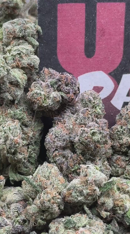 A051 - Cherry Halo (Hybrid)