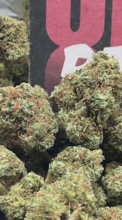 B038 -Forest Basin (Indica)